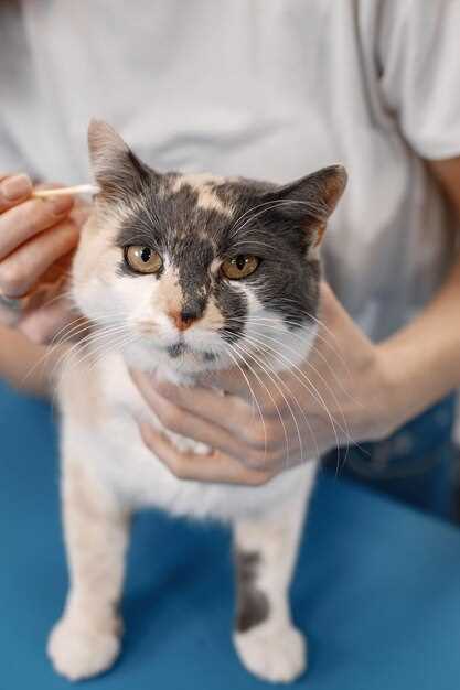Лечение кошачьего лишая у человека: выбор таблеток, мазей и кремов